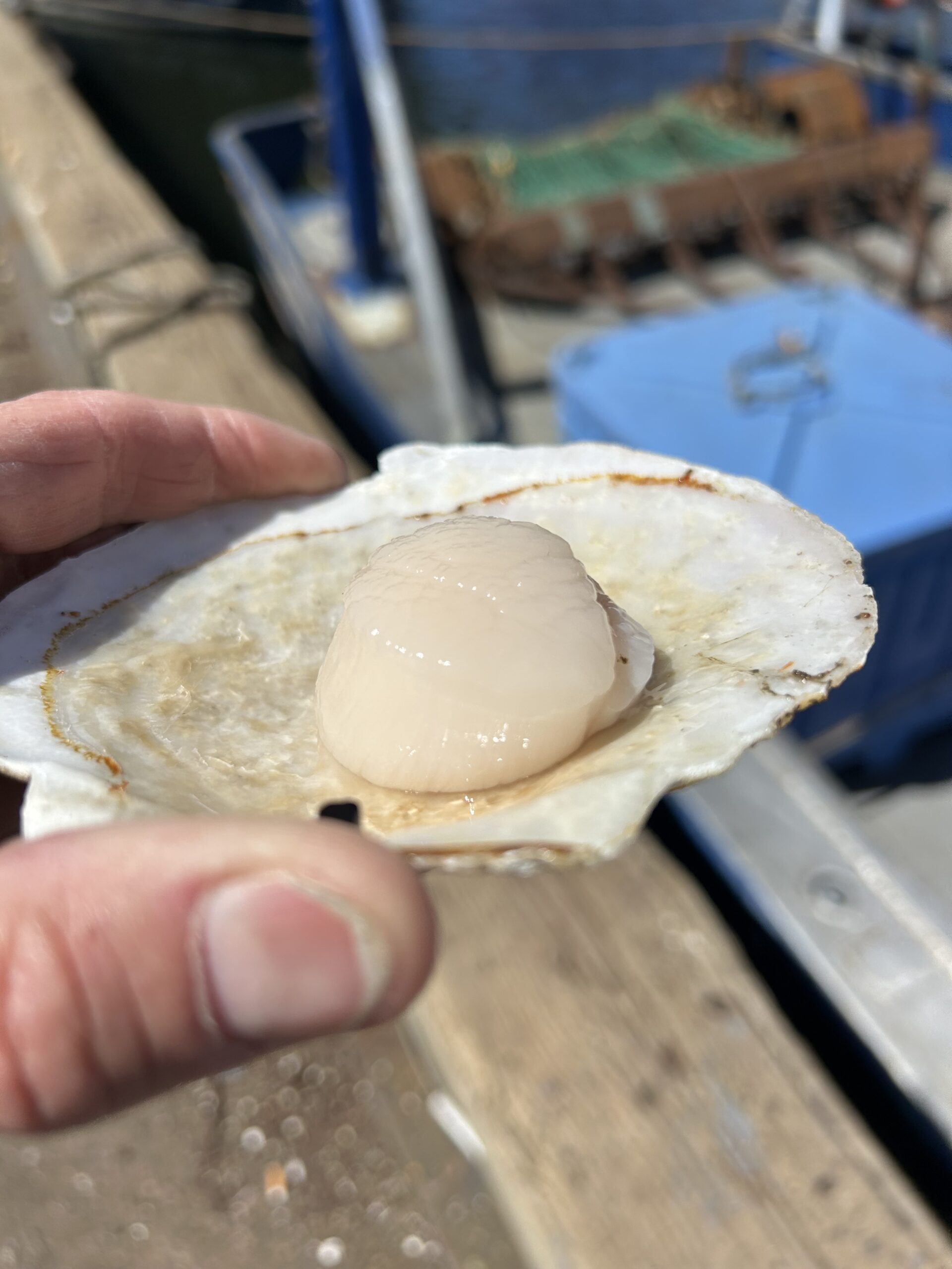 Scallop in Shell